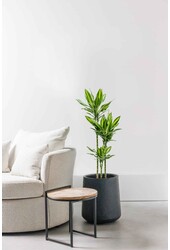 Dracaena Hawaiian Sunshine M