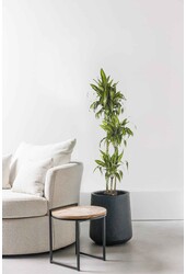 Dracaena Hawaiian Sunshine L