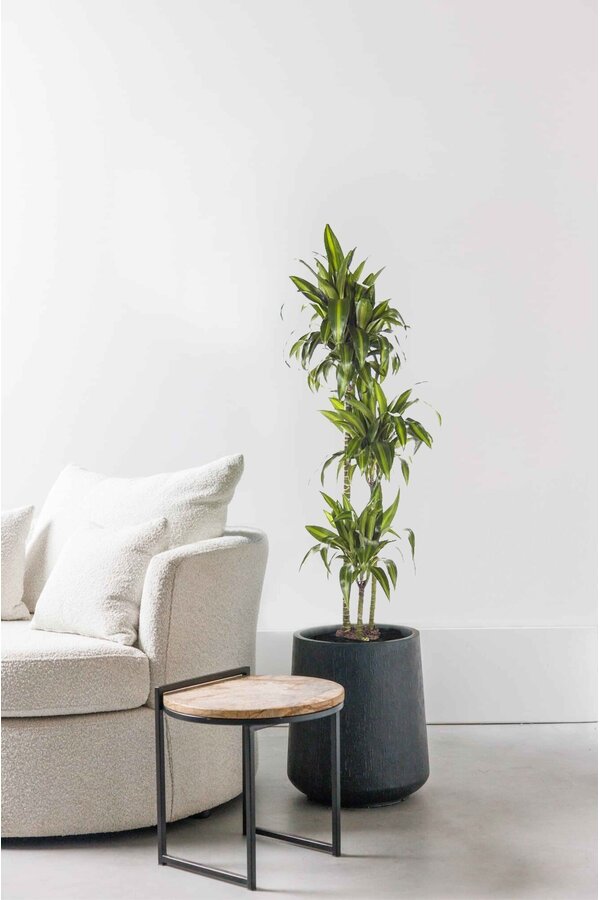 Dracena Hawaiian Sunshine L