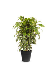 Dracena Dorado M