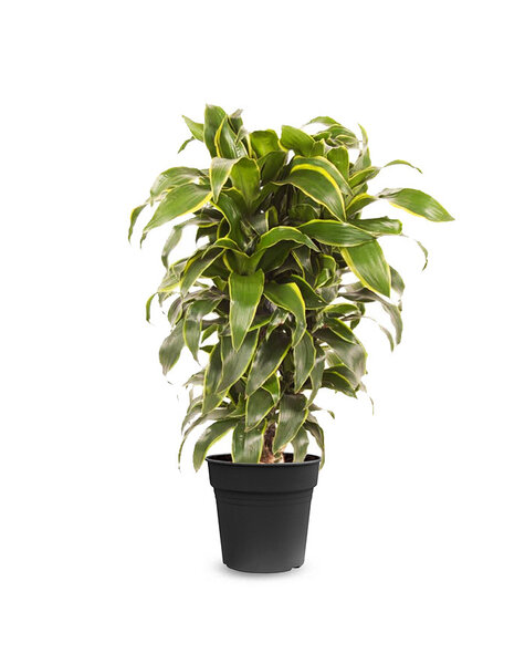 Dracena