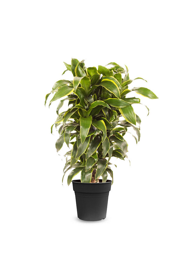 Dracena Dorado M
