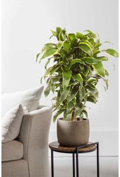 Dracena Dorado M