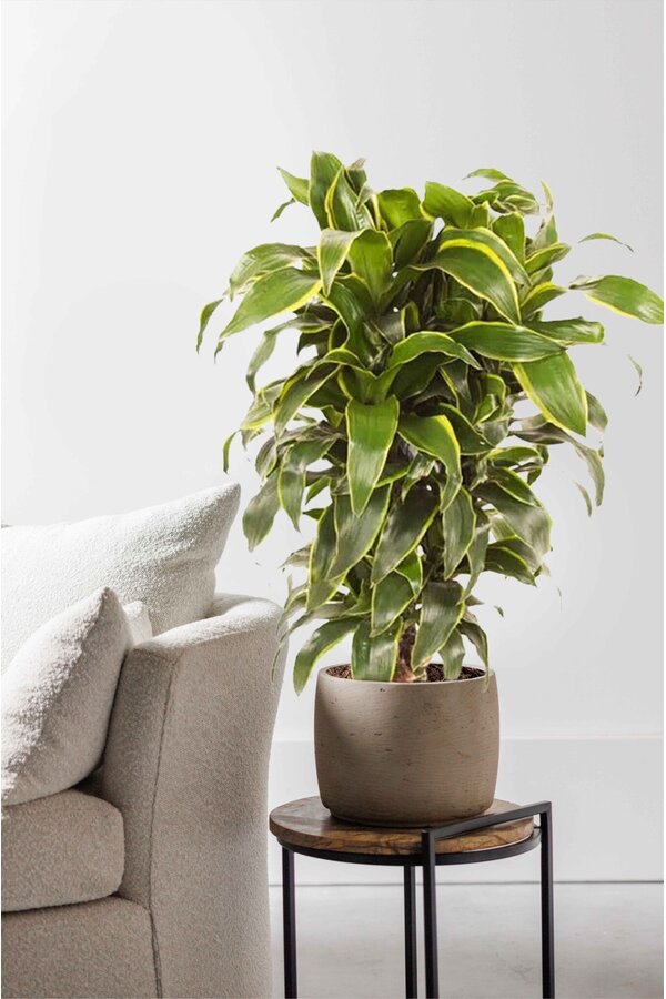 Dracena Dorado M