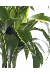 Dracena Dorado M