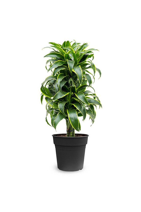 Dracaena Dorado M