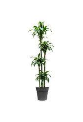 Dracena Dorado