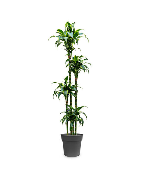 Dracena