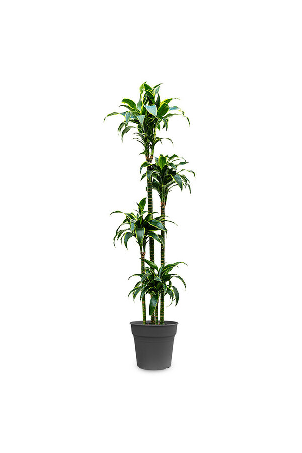 Dracena Dorado