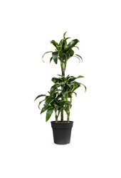 Dracaena Dorado Carrousel