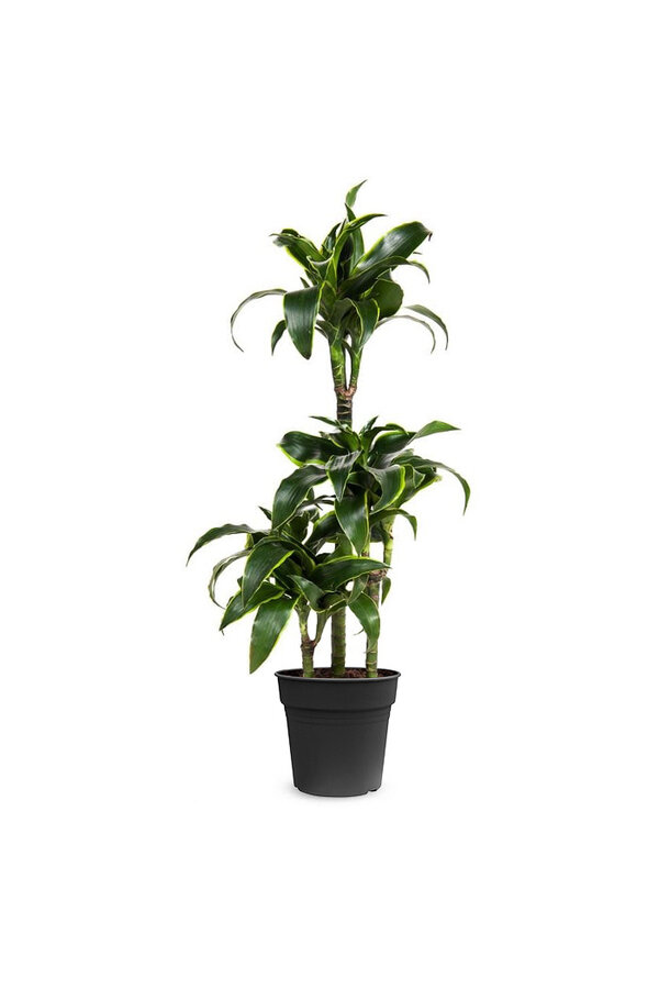 Dracaena Dorado Carrousel
