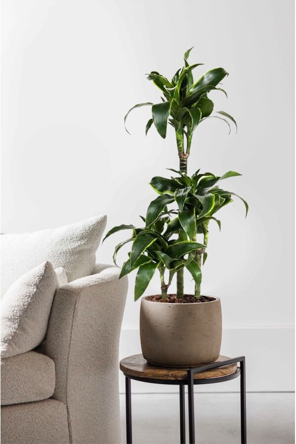 Dracaena Dorado Carrousel