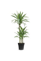 Dracena Warneckei