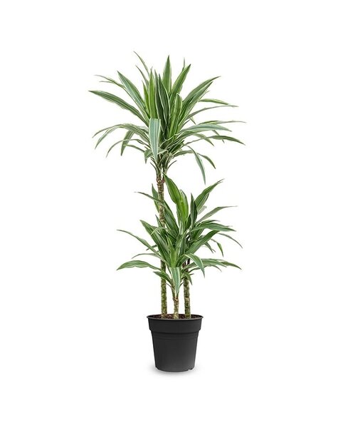 Dracena