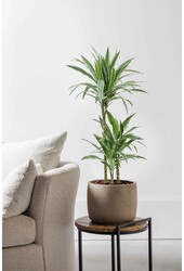Dracena Warneckei