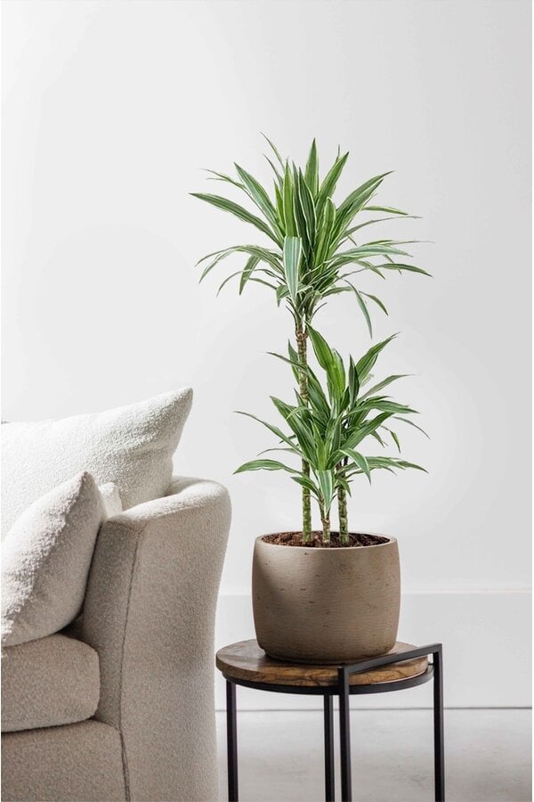 Dracena Warneckei