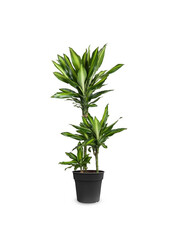 Dracaena Cintho Carrousel