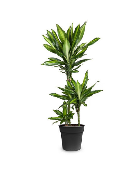 Dracaena