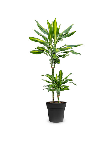 Dracaena