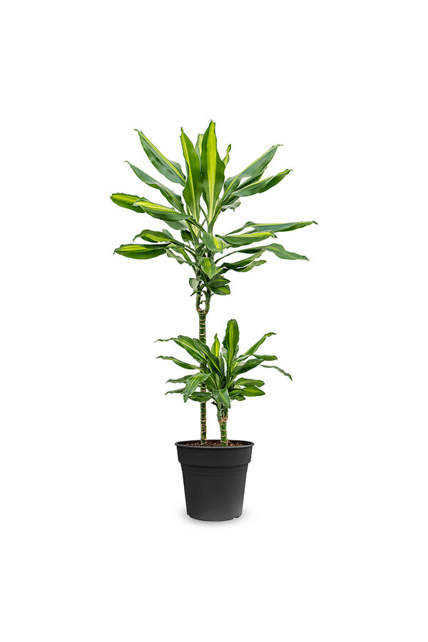 Dracaena Cintho