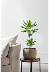 Dracena Cintho
