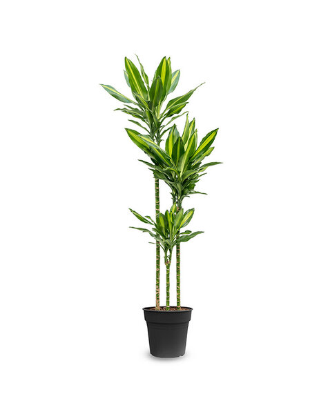 Dracena