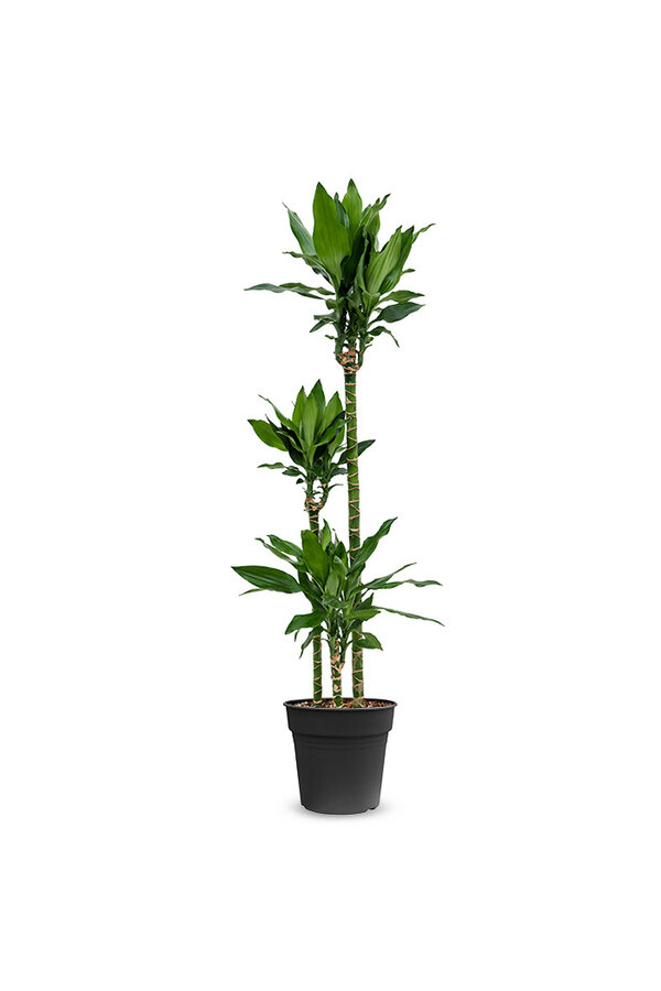 Dracaena fragrans