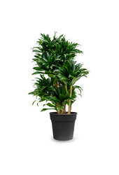 Dracaena Compacta M