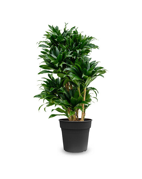 Dracena