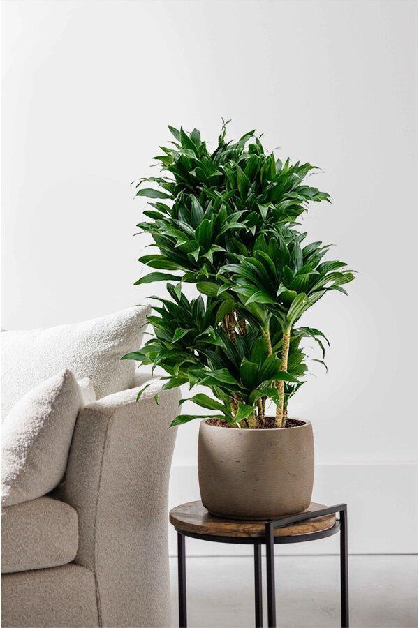 Dracaena Compacta M