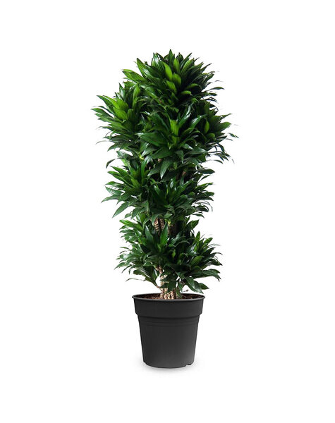 Dracaena