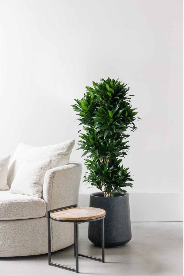 Dracaena Compacta XL