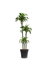 Dracaena fragrans dorado