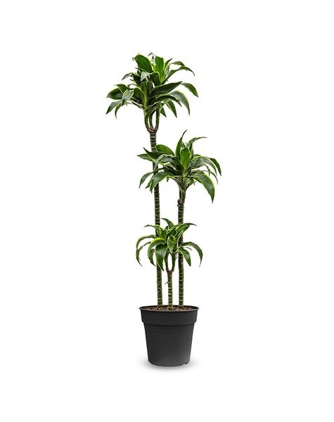 Dracaena