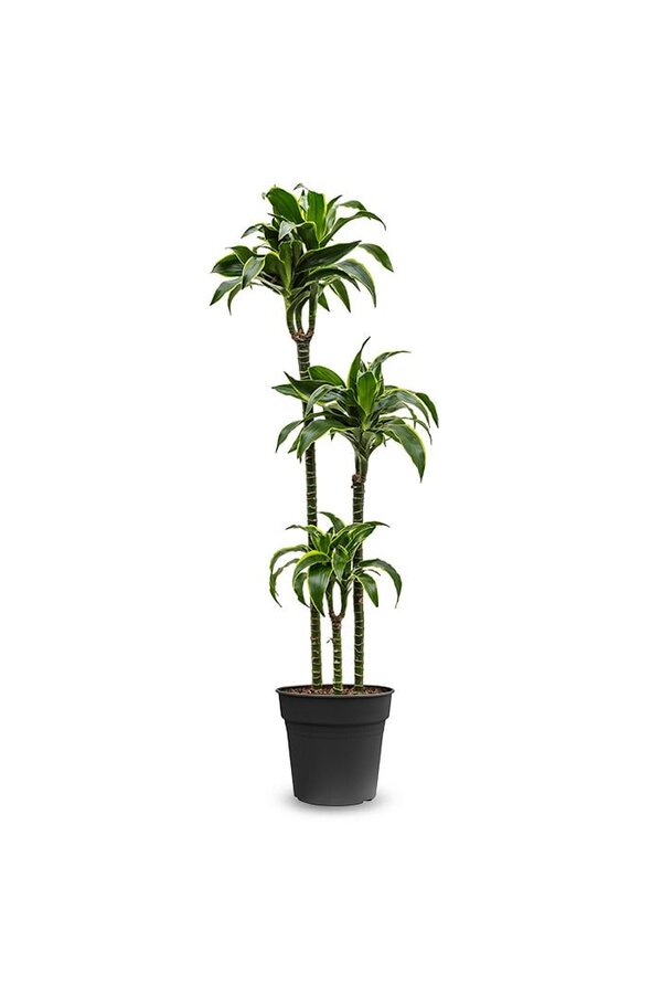 Dracaena fragrans dorado
