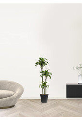 Dracaena fragrans dorado