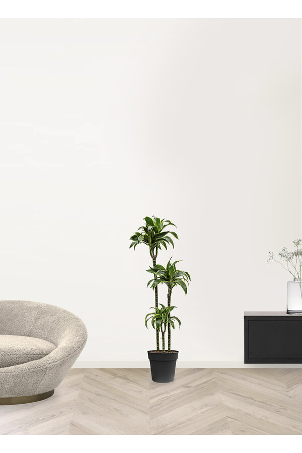 Dracaena fragrans dorado