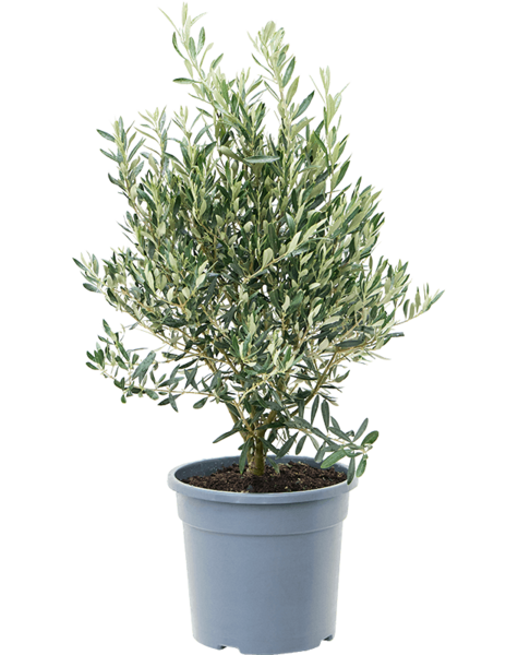 Olea Europaea