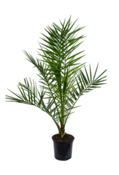 Phoenix Kanaryjska M