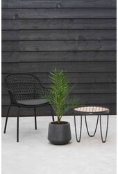 Phoenix Kanaryjska M