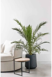 Feniks Kanaryjski XL