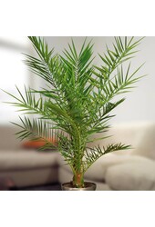 Feniks Kanaryjski XL