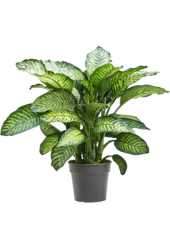 Dieffenbachia Crown L