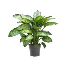Dieffenbachia