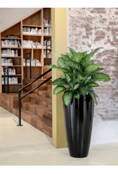 Dieffenbachia Crown L