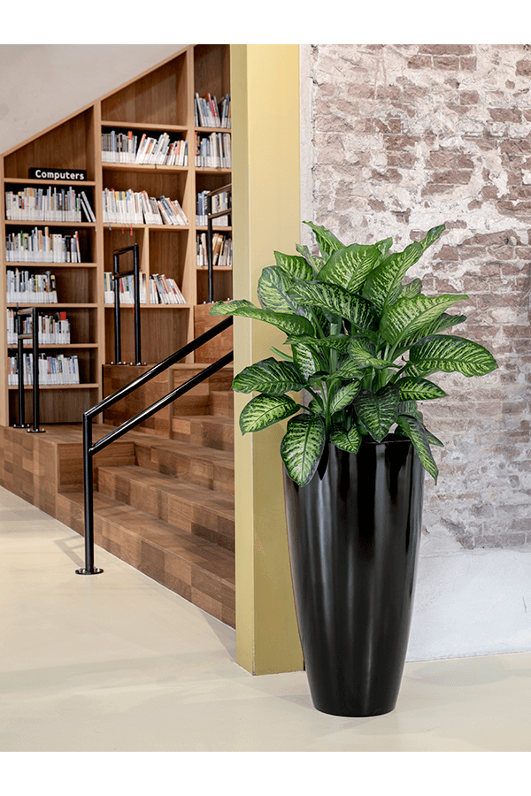 Dieffenbachia Crown L