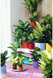 Dieffenbachia Crown L