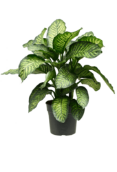 Dieffenbachia Maroba