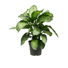Dieffenbachia