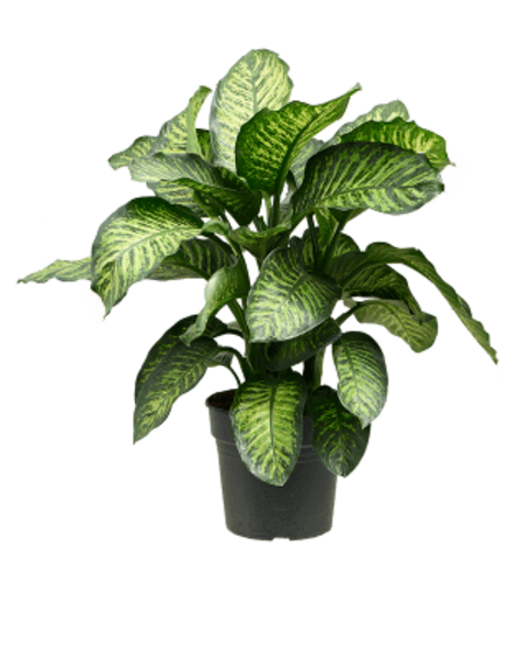 Dieffenbachia